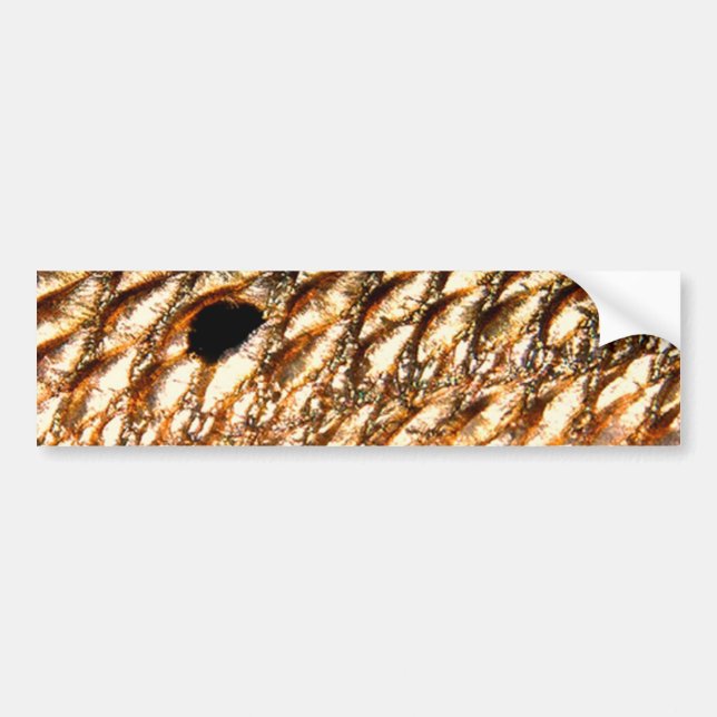 "Redfish" - Red Drum by PatternWear© Bumper Sticker (Front)