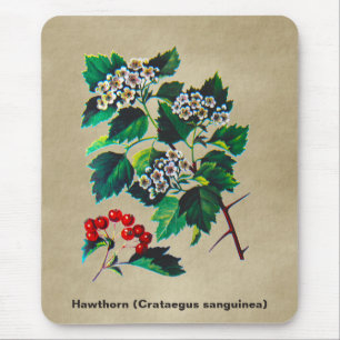 Redhaw Hawthorn On Old Paper Mouse Mat