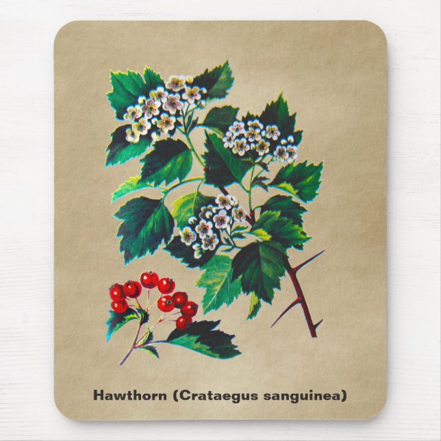 Redhaw Hawthorn On Old Paper Mouse Mat (Front)