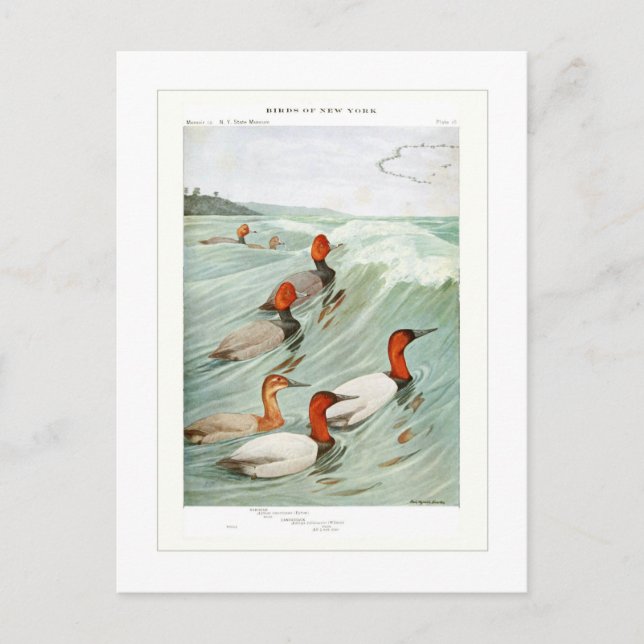 Redhead and Canvasback ducks Postcard (Front)