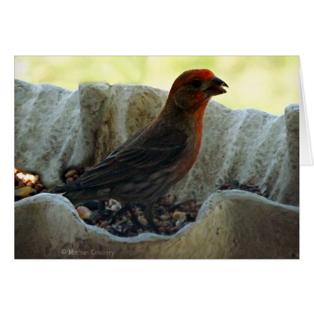 Redhead Bird (Front Horizontal)
