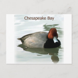 Redhead Duck Postcard