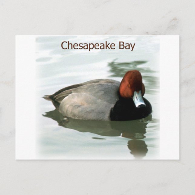 Redhead Duck Postcard (Front)