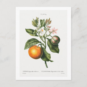 REDOUTÉ BOTANICAL "BITTER ORANGE" POSTCARD