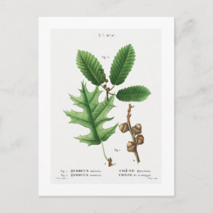REDOUTÉ BOTANICAL "BLACK OAK" POSTCARD