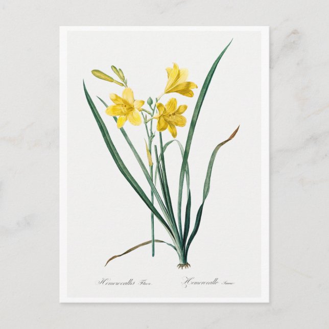 REDOUTÉ BOTANICAL "DAY LILY" POSTCARD (Front)