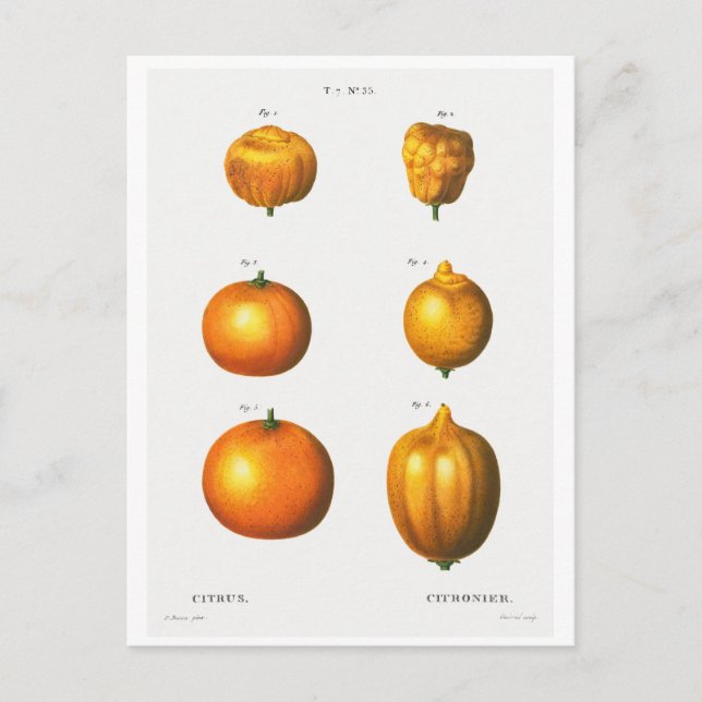 REDOUTÉ BOTANICAL ILLUSTRATION "ORANGES" POSTCARD (Front)