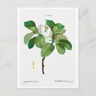 REDOUTÉ BOTANICAL "MAGNOLIA" POSTCARD