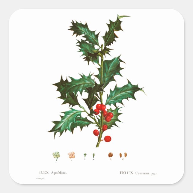 REDOUTÉ CHRISTMAS HOLLY ENVELOPE SEAL STICKER (Front)