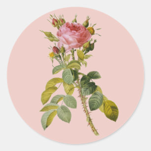 Redoute English Rose Single Stem Classic Round Sticker