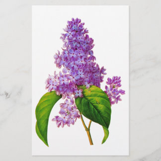 Redoute Lilacs Stationery