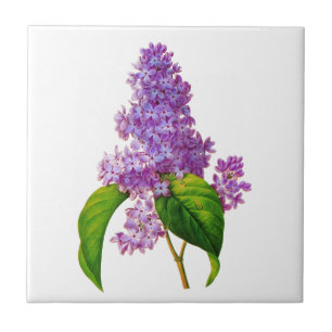 Redoute Lilacs Tile