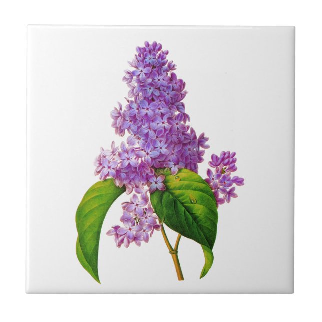 Redoute Lilacs Tile (Front)