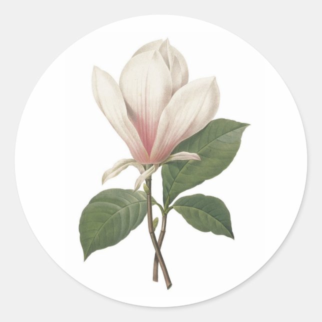 Redoute Magnolia Sticker (Front)