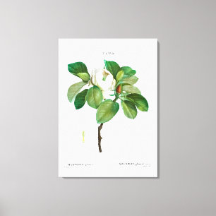 REDOUTÉ "MAGNOLIA" STRETCHED CANVAS PRINT