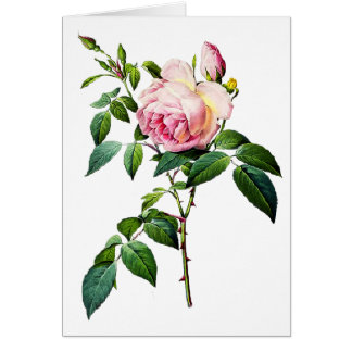 Redoute Pink Roses