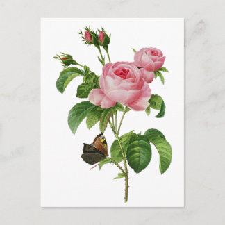 Redoute Pink Roses Postcard