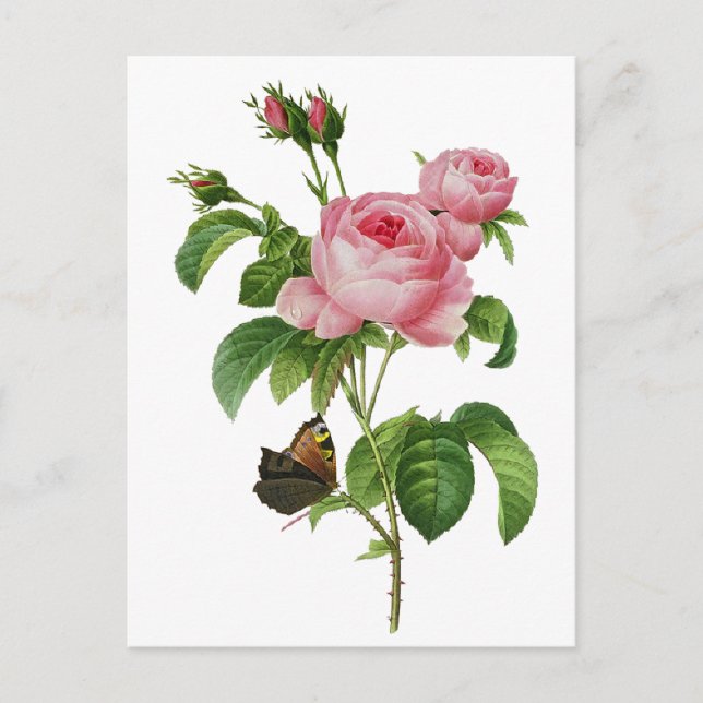 Redoute Pink Roses Postcard (Front)