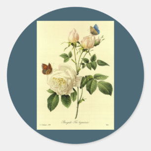 Redoute Print: 'Bengal Rose Hymanee' Classic Round Sticker