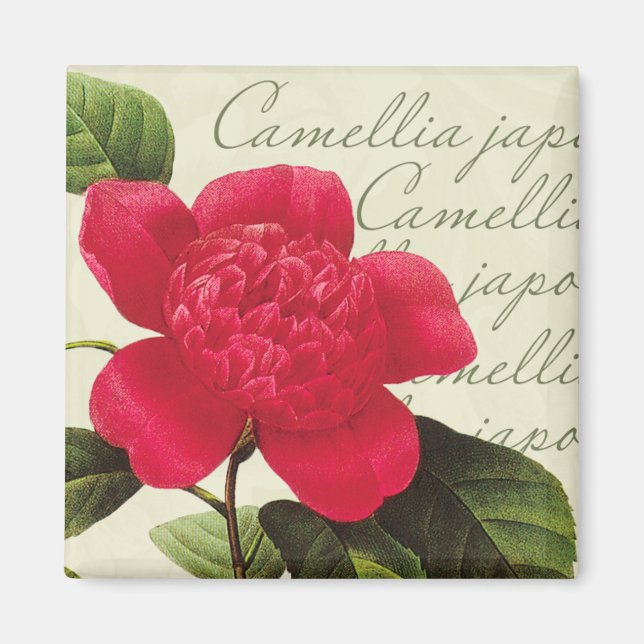 Redoute Red Camellia Botanical Print Square Magnet (Front)