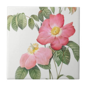Redoute Red Pink Roses Ceramic Tile