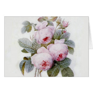 Redoute Rose