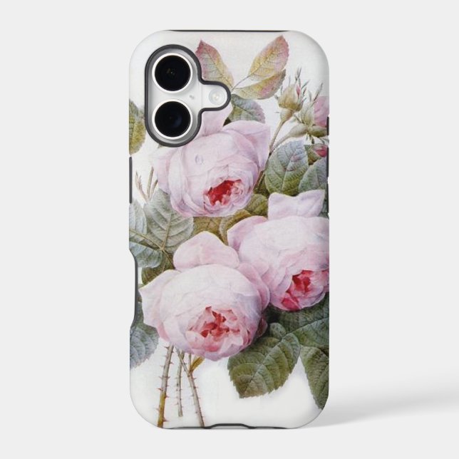 Redoute Rose (Back)