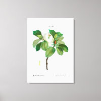 REDOUTÉ VINTAGE BOTANICAL "MAGNOLIA"