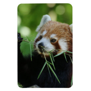 RedPanda 002 Magnet