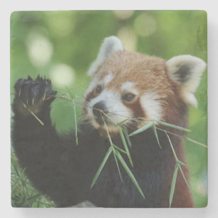 RedPanda 002 Stone Coaster