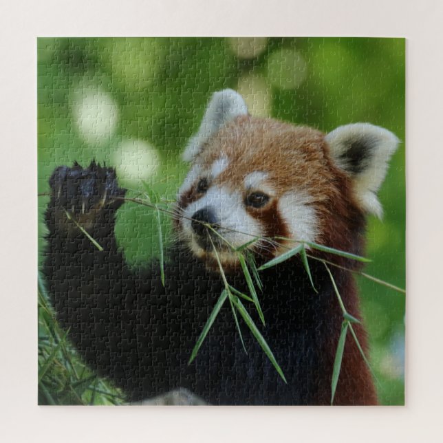 RedPanda 2020-03-01 Jigsaw Puzzle (Vertical)