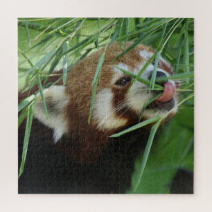 RedPanda 2020-03-03 Jigsaw Puzzle