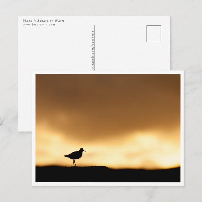 Redshank Nature Photo Postcard (Front/Back)