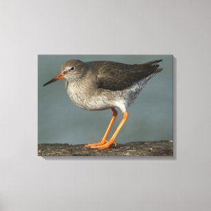 Redshank   Tringa Totanus Canvas Print