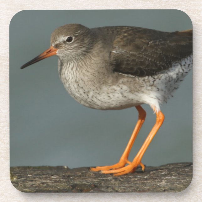 Redshank | Tringa Totanus Coaster (Front)