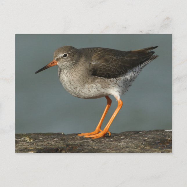 Redshank | Tringa Totanus Postcard (Front)