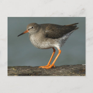 Redshank   Tringa Totanus Postcard