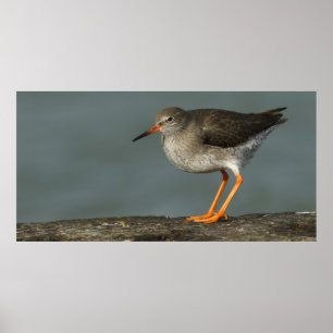 Redshank   Tringa Totanus Poster