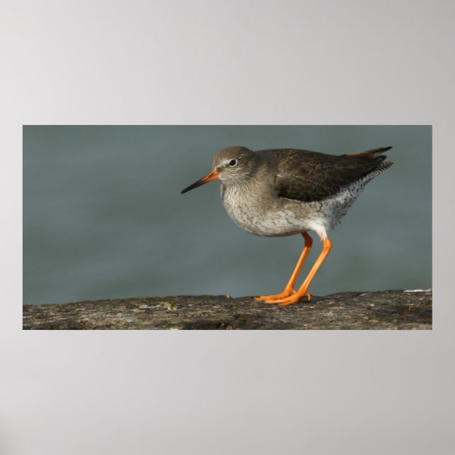 Redshank | Tringa Totanus Poster (Front)