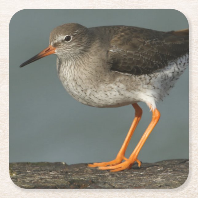 Redshank | Tringa Totanus Square Paper Coaster (Front)