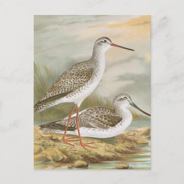 "Redshank" Vintage Bird Illustration Postcard (Front)