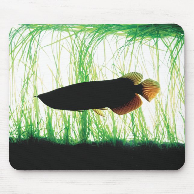 Redtail Golden Arowana Mouse Mat (Front)