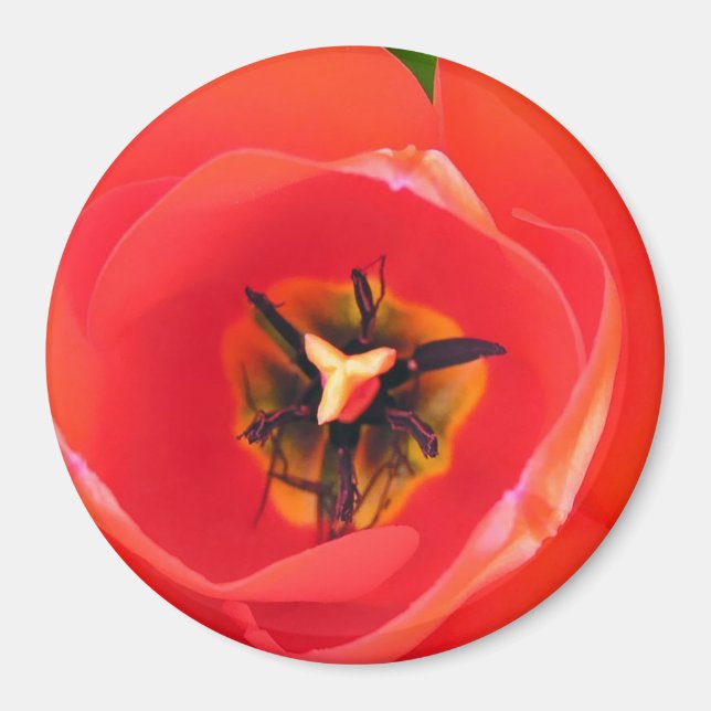 RedTulip Magnet (Front)