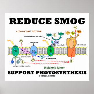 Reduce Smog Support Photosynthesis Light Dependent Poster