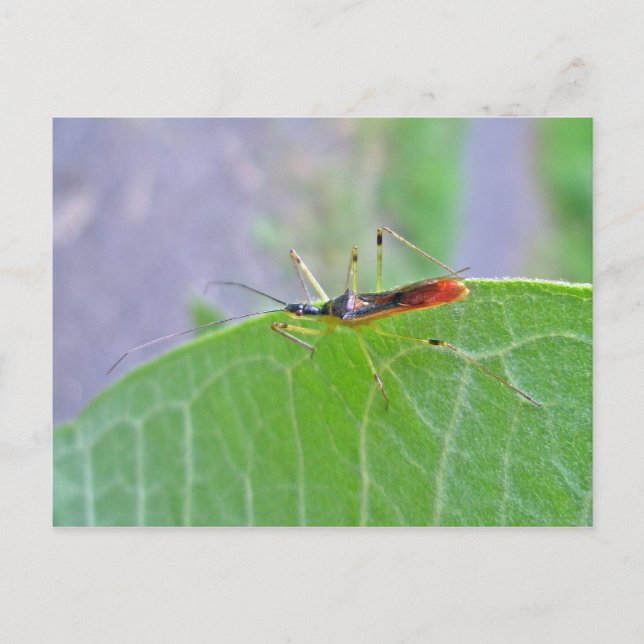Reduviid Assassin Bug Postcard (Front)