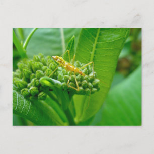 Reduviid Bug on Milkweed Postcard