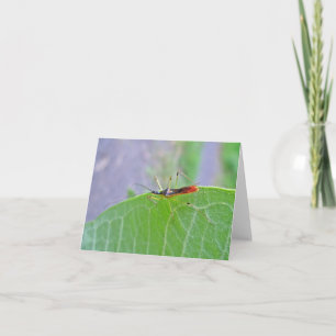 Reduviid Red Assassin Bug Note Card