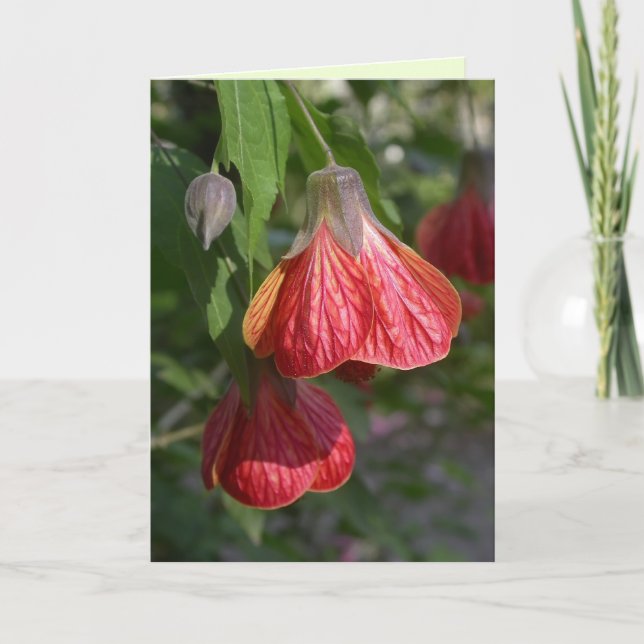 Redvein Abutilon Card (Front)