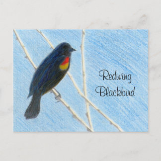 Redwing Blackbird Nature Postcard