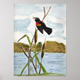 Redwing Blackbird Poster